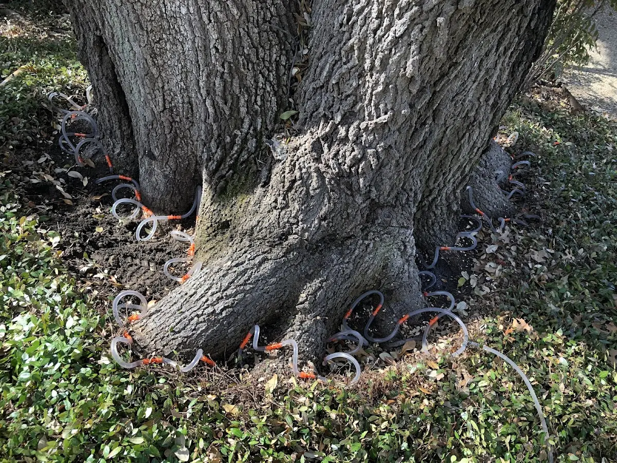 Detailed Tree Cabling and Bracing job site in Santa Cruz