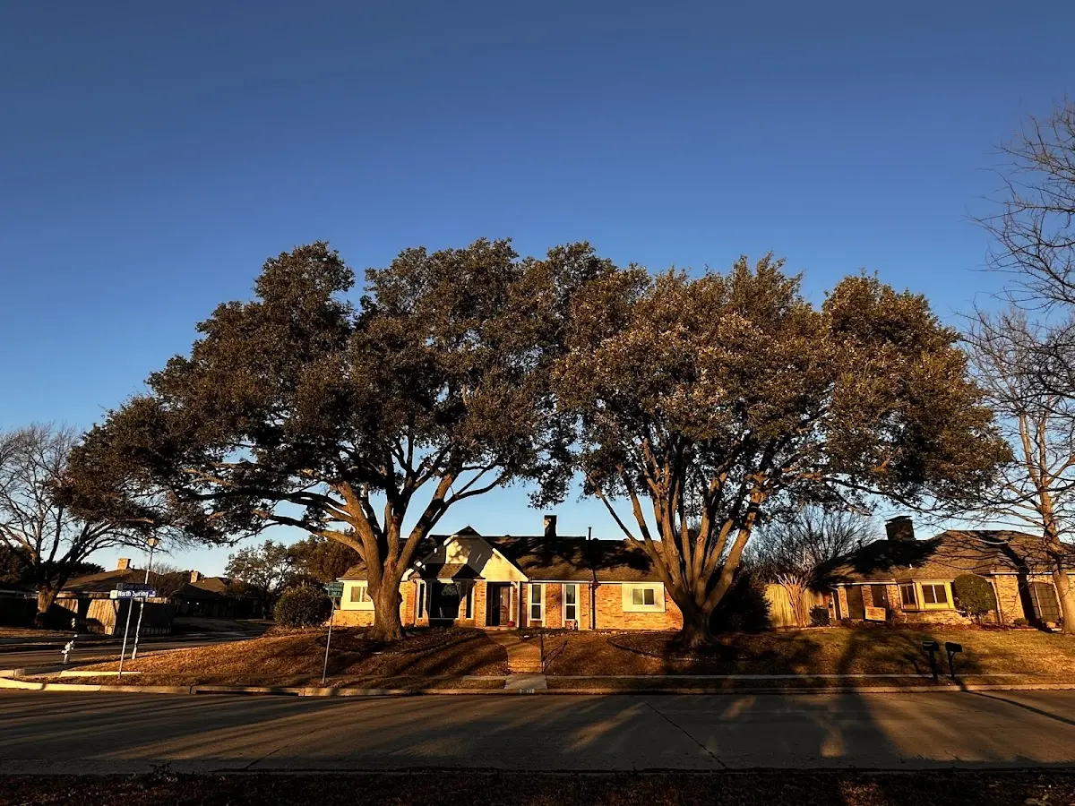 Established residential canopy tree shading a home in Santa Cruz